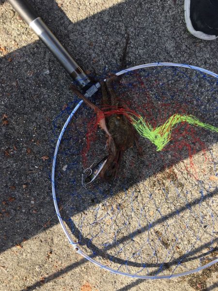 ジャックアイエースを持っていると釣りの楽しみ方が増える！　【ハヤブサ（Hayabusa）ジャックアイエース　インプレッション】