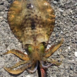 高知中央域での初エギングレポート【ケロロ氏連載】