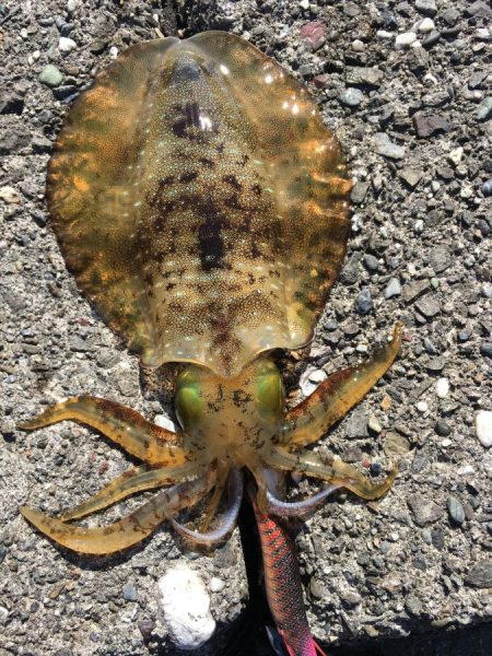 高知中央域での初エギングレポート【ケロロ氏連載】