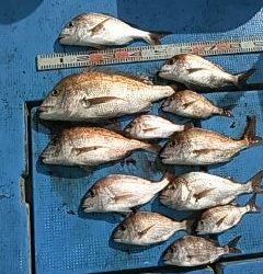 フィッシングガイド りょう 釣果