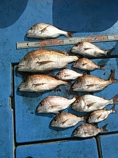 フィッシングガイド りょう 釣果