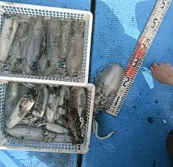 フィッシングガイド りょう 釣果