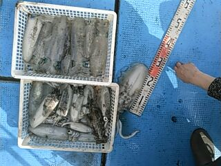フィッシングガイド りょう 釣果