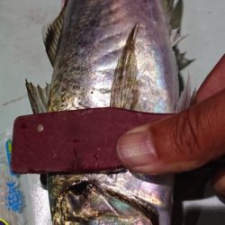 シースナイパー海龍 釣果