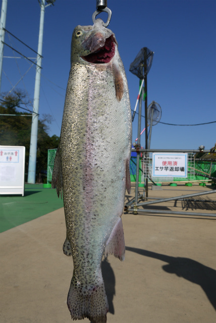 としまえんフィッシングエリア 釣果