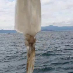 ブルースフィッシングサービス 釣果