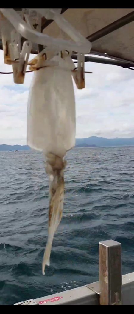 ブルースフィッシングサービス 釣果