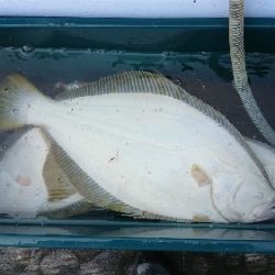 小樽港遊漁船SHAKE 釣果