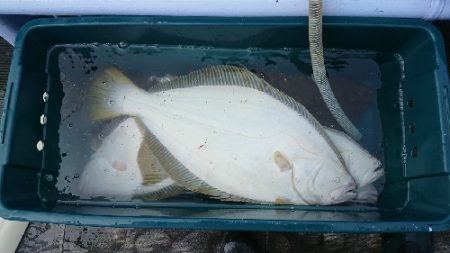 小樽港遊漁船SHAKE 釣果