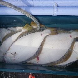 小樽港遊漁船SHAKE 釣果