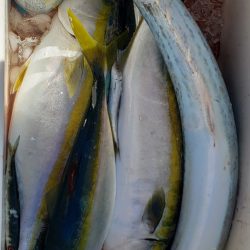 海龍丸(石川) 釣果