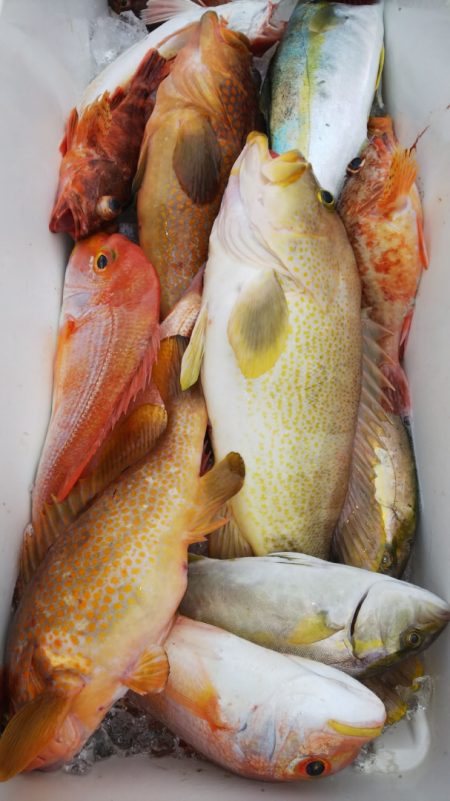 第二龍勢丸 釣果