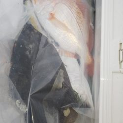 第二龍勢丸 釣果