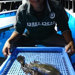 第三共栄丸 釣果