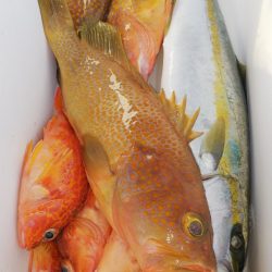 第二龍勢丸 釣果