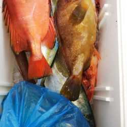 第二龍勢丸 釣果