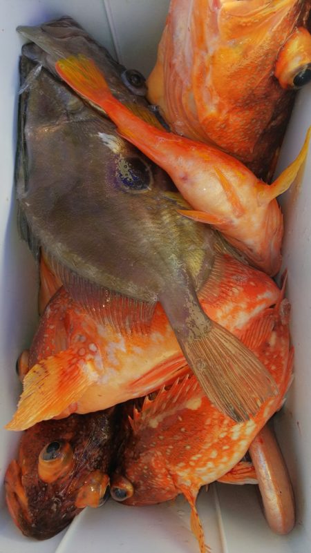 第二龍勢丸 釣果