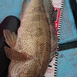 シースナイパー海龍 釣果