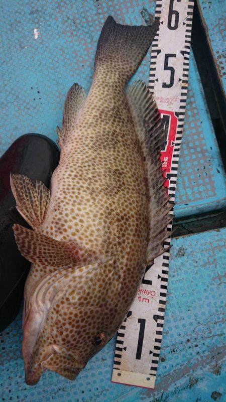 シースナイパー海龍 釣果