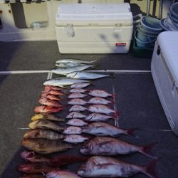 ARCADIAⅡ （アルカディアⅡ） 釣果