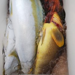 第二龍勢丸 釣果