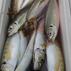 金沢八景鴨下丸 釣果