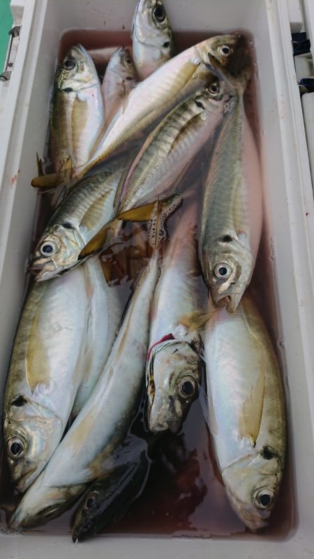 金沢八景鴨下丸 釣果