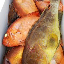 第二龍勢丸 釣果