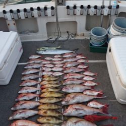 ARCADIAⅡ (アルカディアⅡ) 釣果