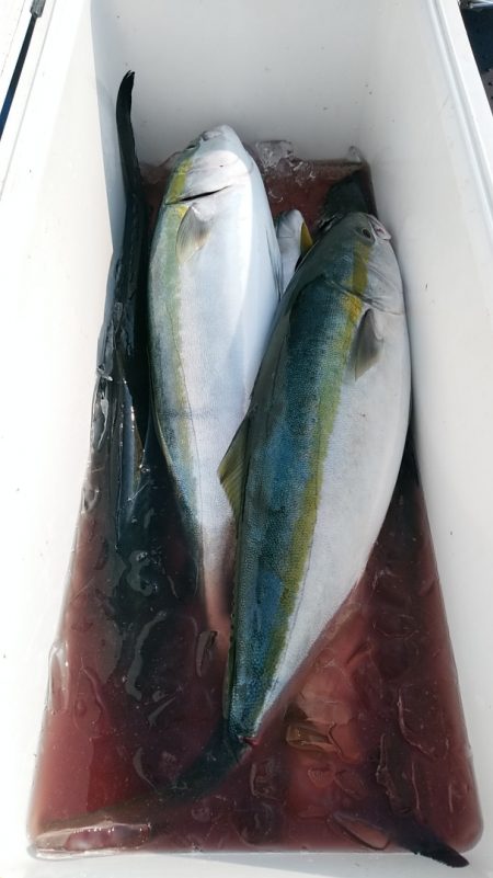 LUSTER『ラスター』 釣果