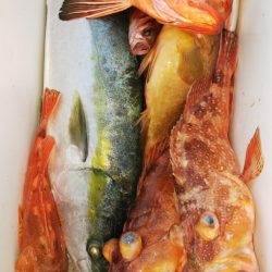 第二龍勢丸 釣果