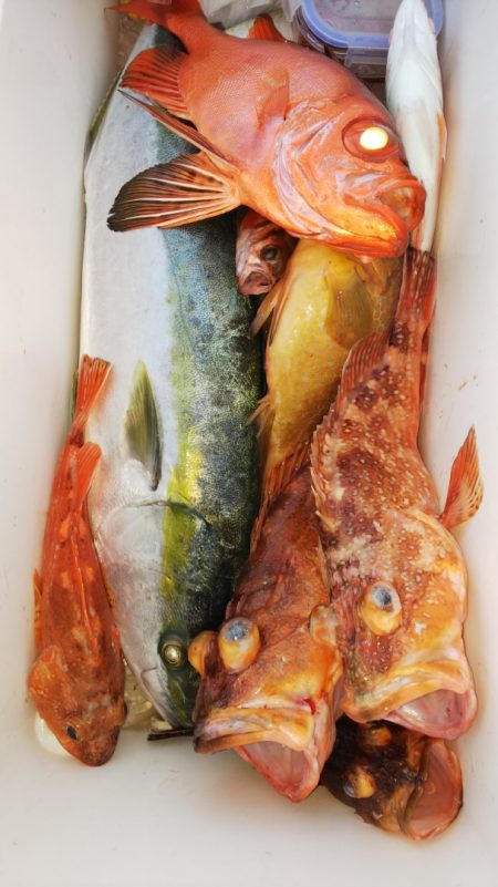 第二龍勢丸 釣果