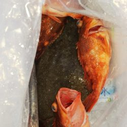 第二龍勢丸 釣果