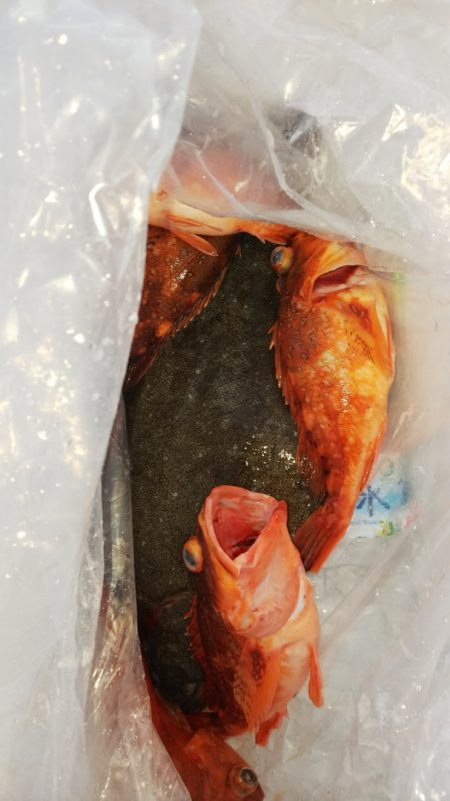 第二龍勢丸 釣果