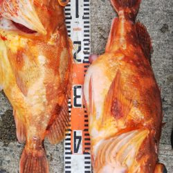 第二龍勢丸 釣果