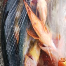 第二龍勢丸 釣果