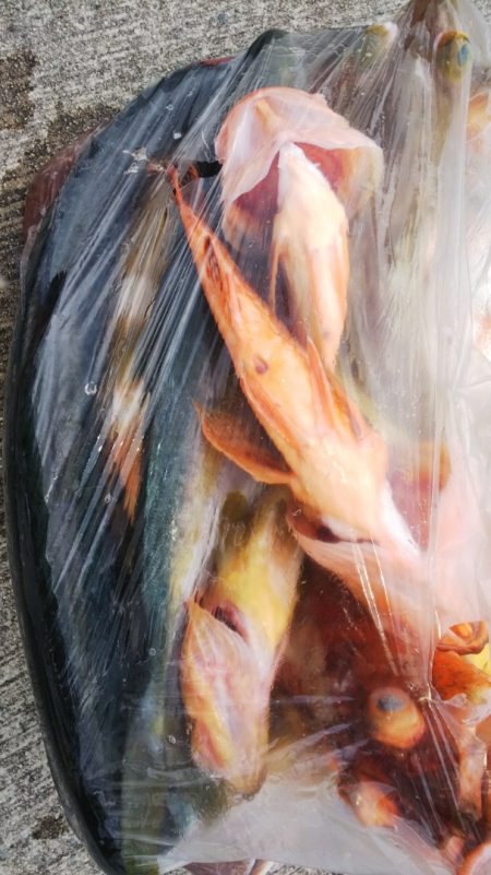 第二龍勢丸 釣果