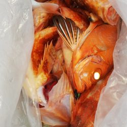 第二龍勢丸 釣果