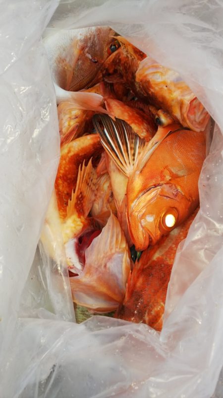 第二龍勢丸 釣果