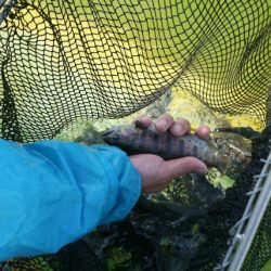 としまえんフィッシングエリア 釣果