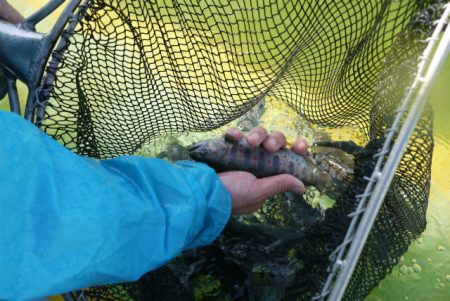 としまえんフィッシングエリア 釣果