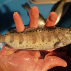 としまえんフィッシングエリア 釣果