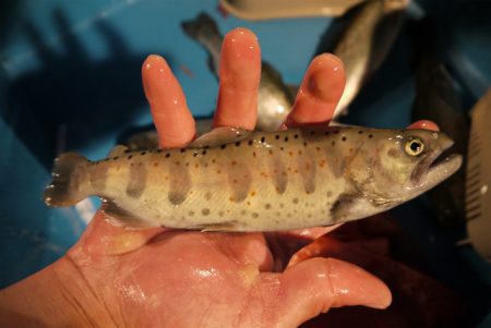 としまえんフィッシングエリア 釣果