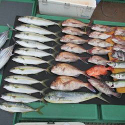 真祐丸 (しんゆうまる) 釣果