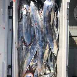 フィッシング キッタカ 釣果