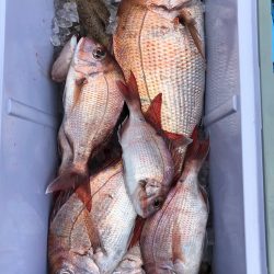 フィッシング キッタカ 釣果