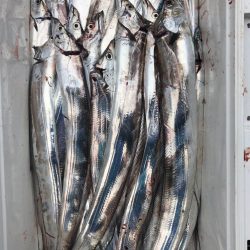 フィッシング キッタカ 釣果