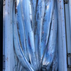 フィッシング キッタカ 釣果