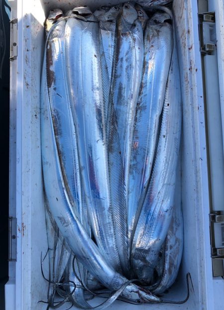 フィッシング　キッタカ 釣果