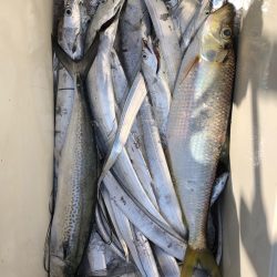 フィッシング キッタカ 釣果